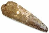 Bargain, Fossil Spinosaurus Tooth - Real Dinosaur Tooth #376391-1